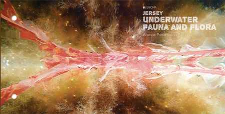 EUROPA Underwater Fauna and Flora - Stamps Presentation Pack